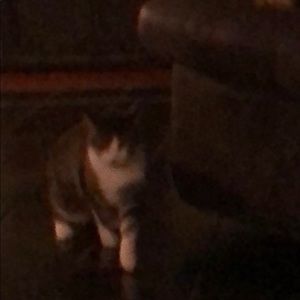 Meet your Posher, Tracy